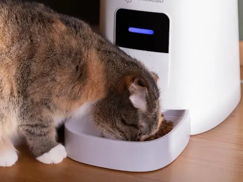 自動餵貓器