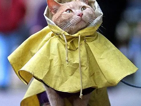 貓雨衣